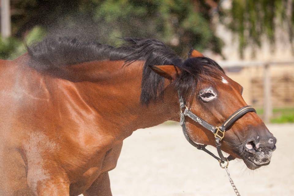 Draagmerrie New Forest Te koop 2009 Donker bruin / bai ,  Woodrow Prince Harry