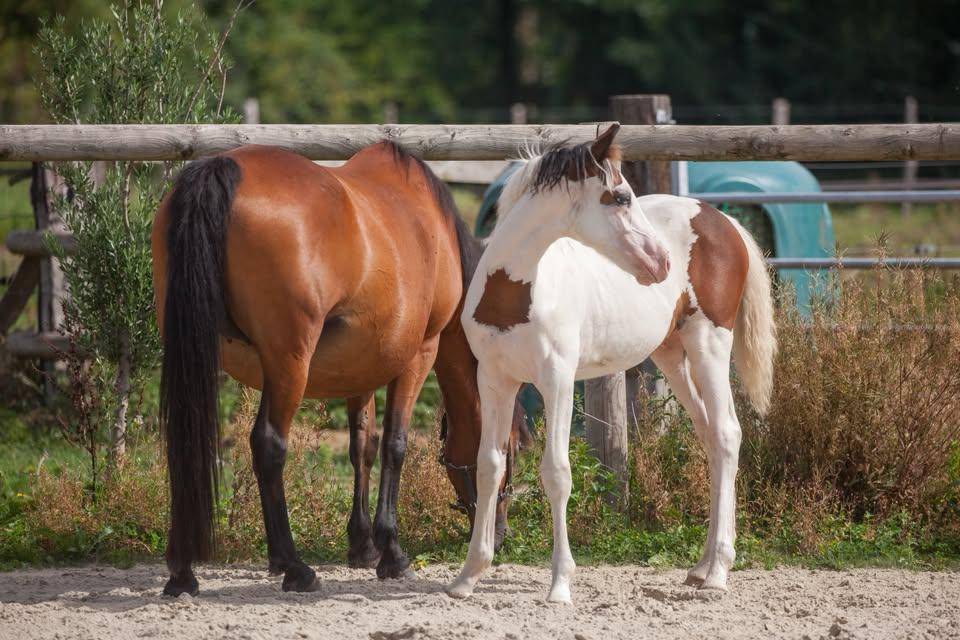 Draagmerrie New Forest Te koop 2009 Donker bruin / bai ,  Woodrow Prince Harry