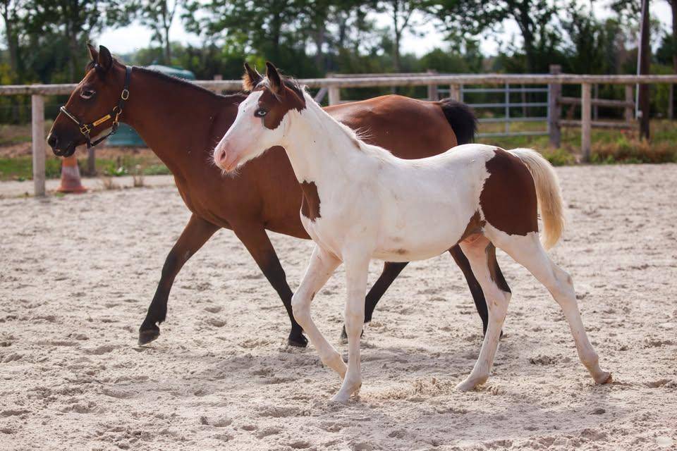 Draagmerrie New Forest Te koop 2009 Donker bruin / bai ,  Woodrow Prince Harry