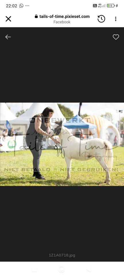 Ruin Falabella Te koop 2025 Overo