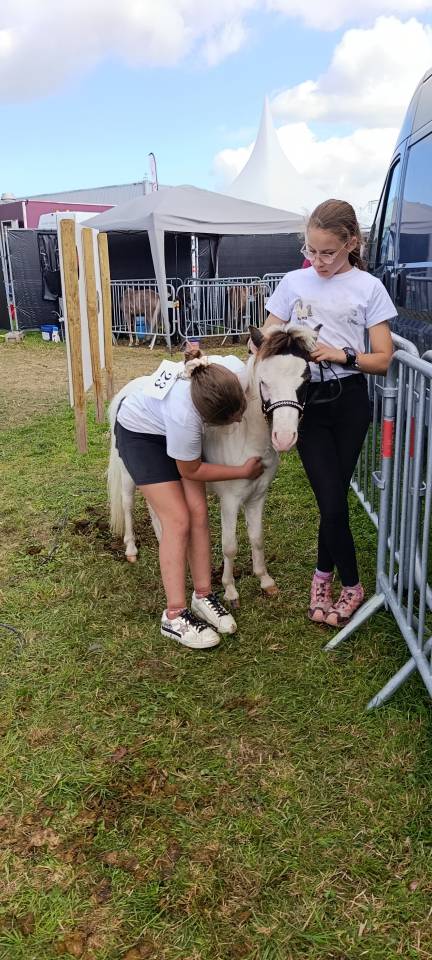 Ruin Falabella Te koop 2025 Overo