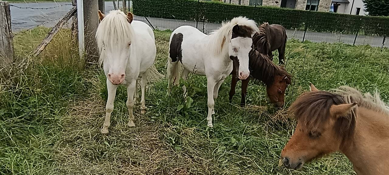 Ruin Falabella Te koop 2025 Overo