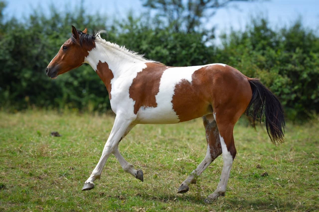 Merrie Franse rijpony PFS Te koop 2025 Bont ,  Dinamique du Ried
