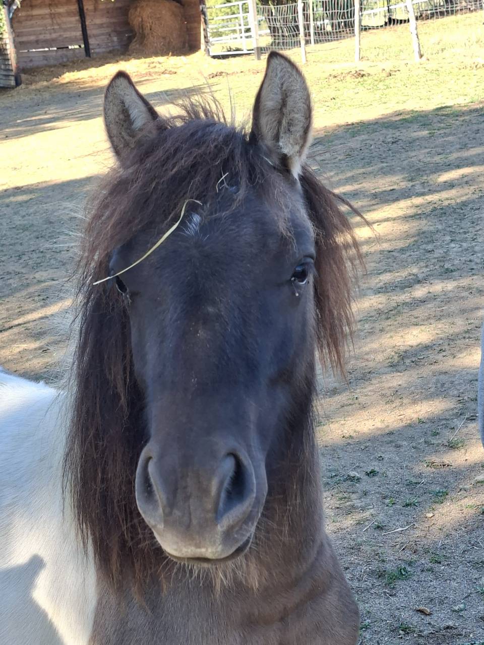 Merrie Shetland Te koop 2023 Bont