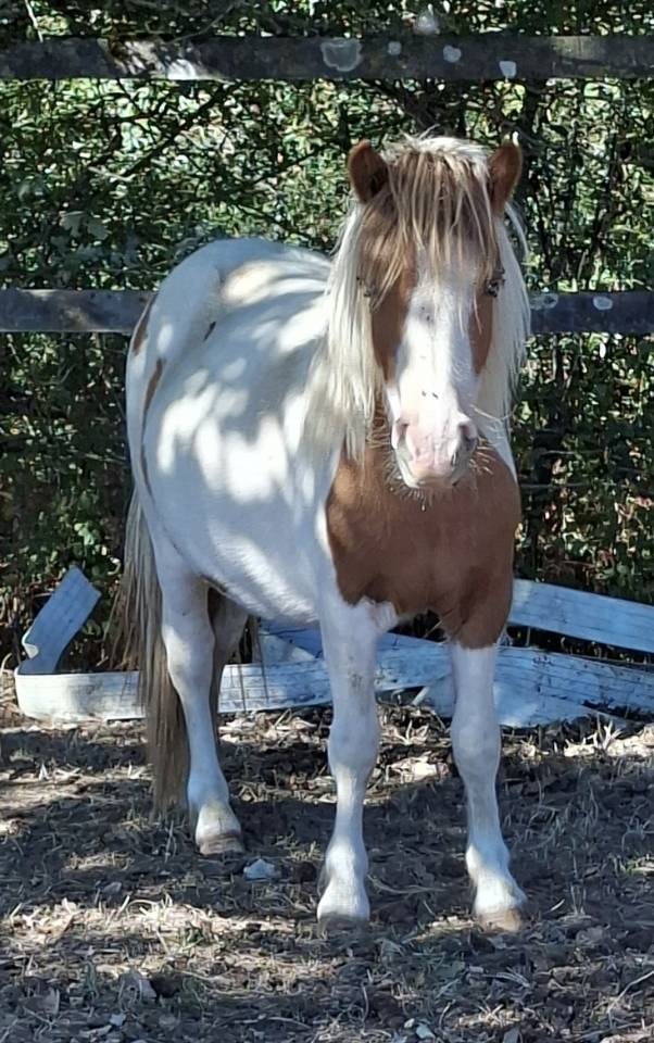 Merrie Shetland Te koop 2023 Bont