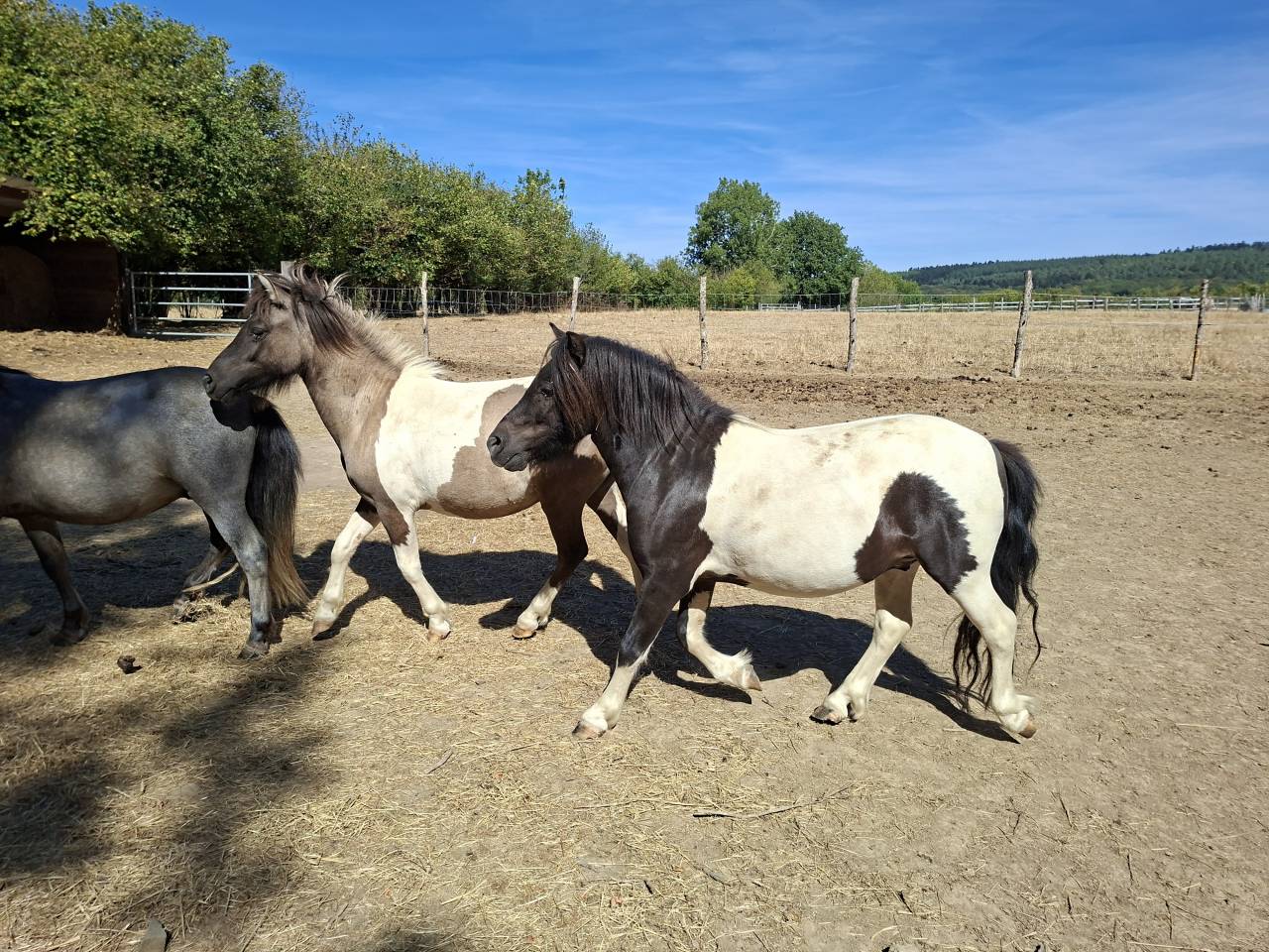 Merrie Shetland Te koop 2023 Bont