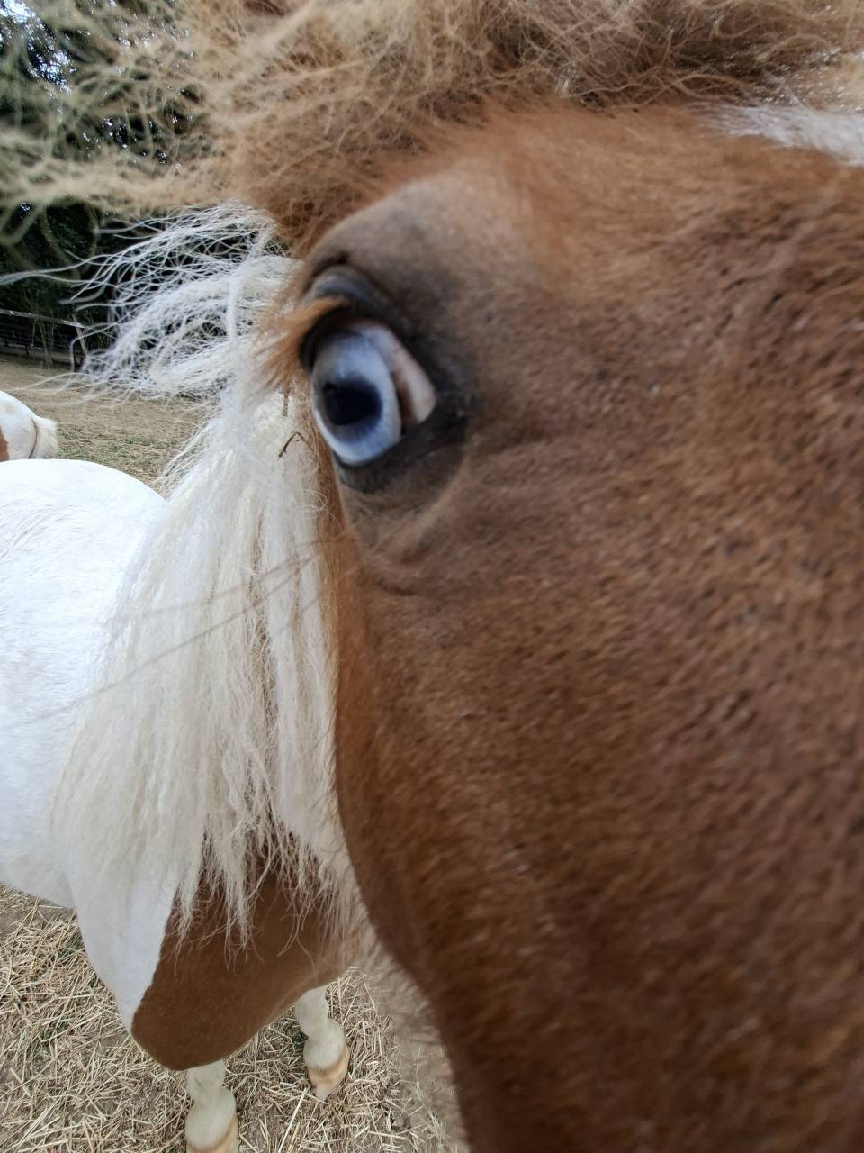 Merrie Shetland Te koop 2023 Bont