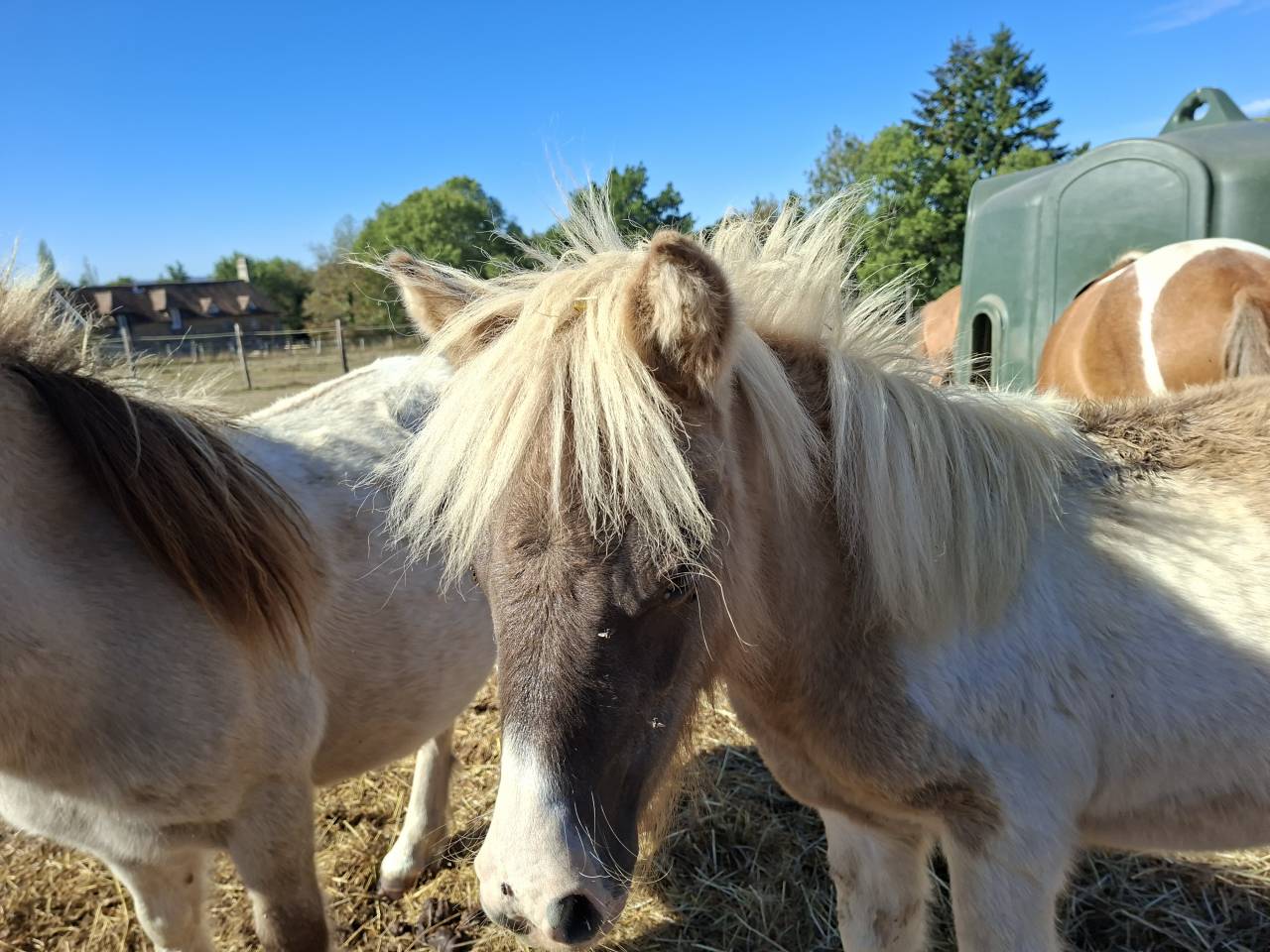 Merrie Shetland Te koop 2023 Bont