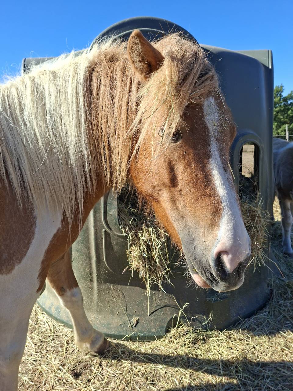 Merrie Shetland Te koop 2023 Bont