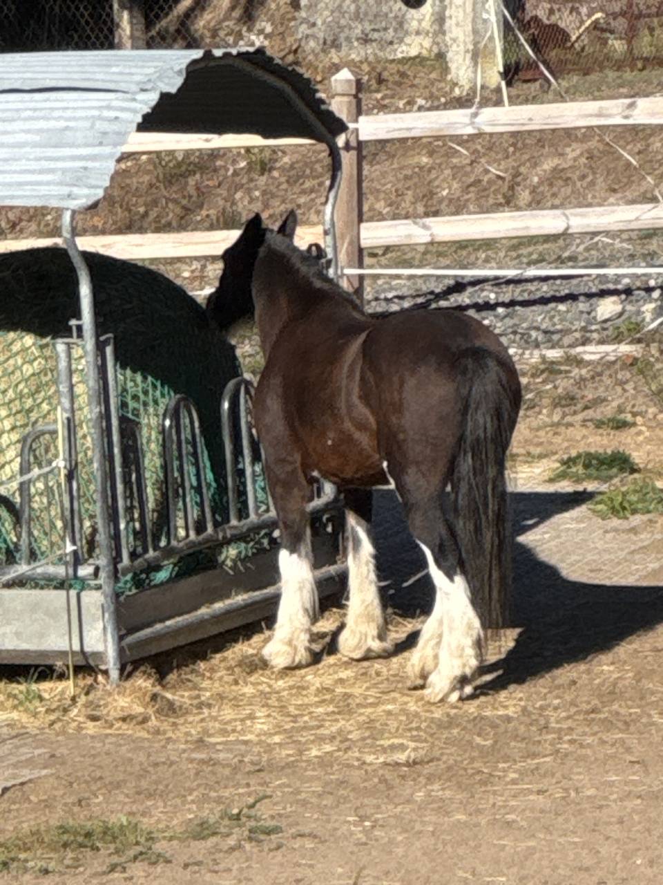 Merrie Gypsy Cob Te koop 2010 Donker bruin / bai