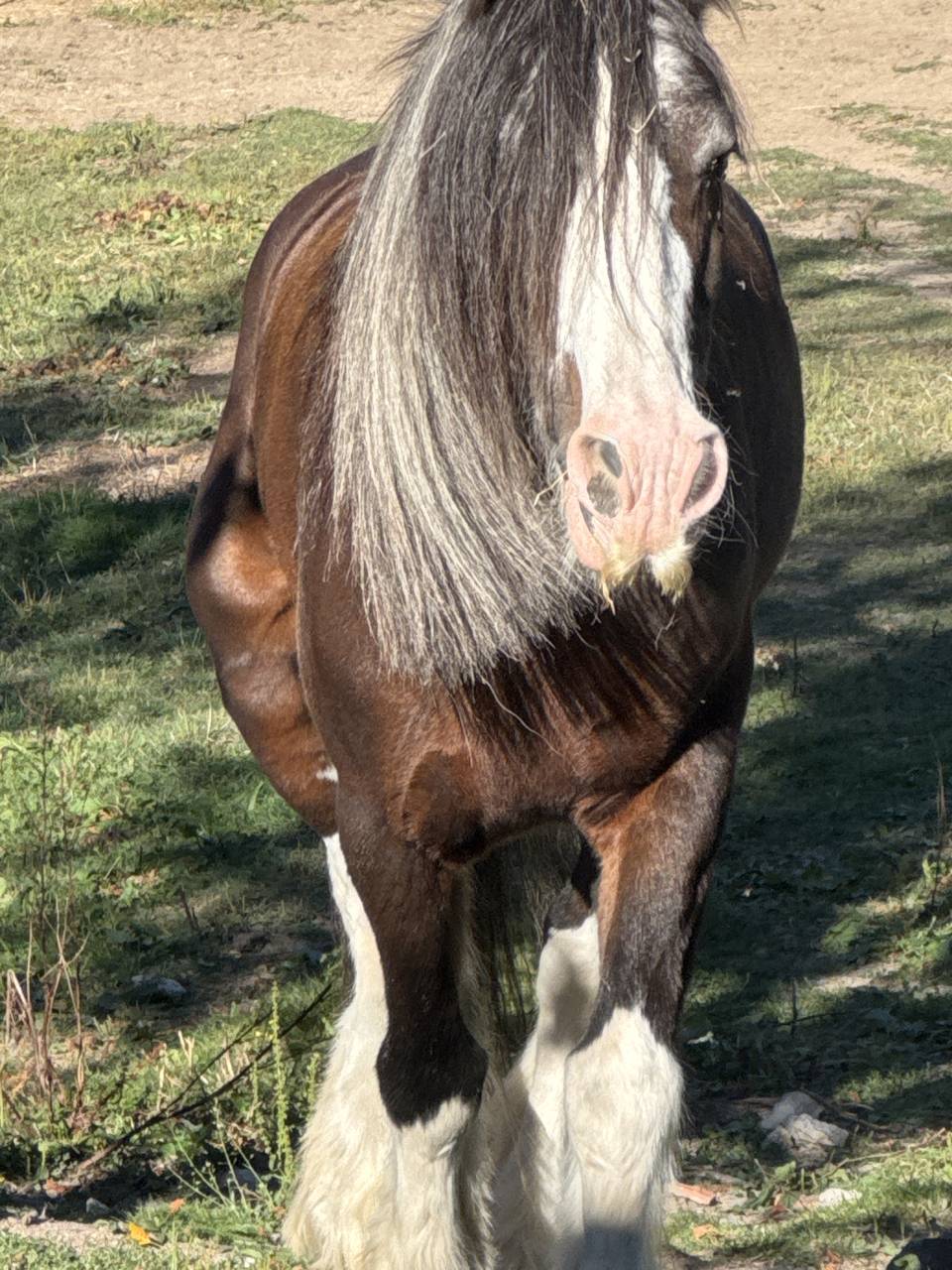 Merrie Gypsy Cob Te koop 2010 Donker bruin / bai