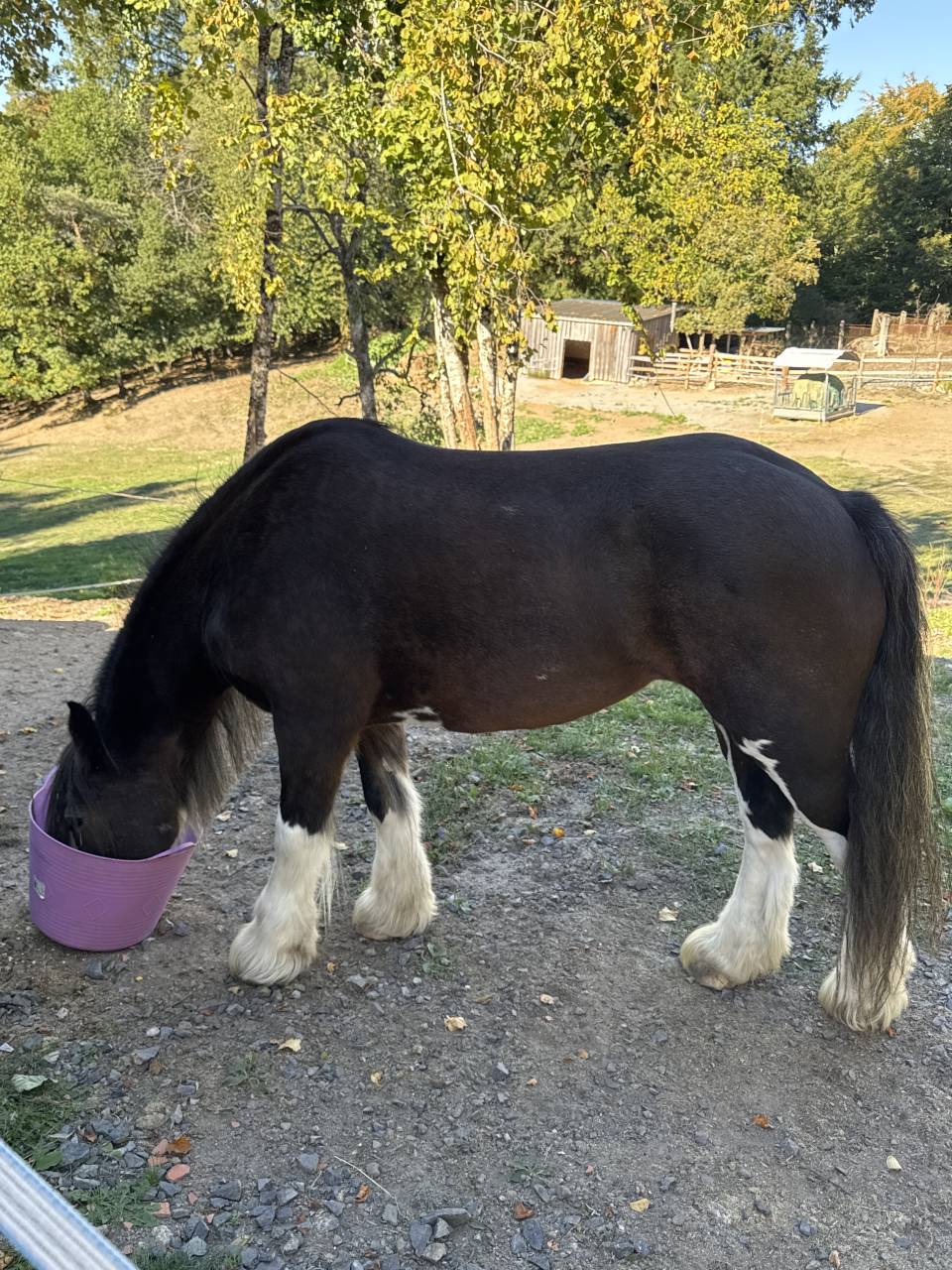 Merrie Gypsy Cob Te koop 2010 Donker bruin / bai