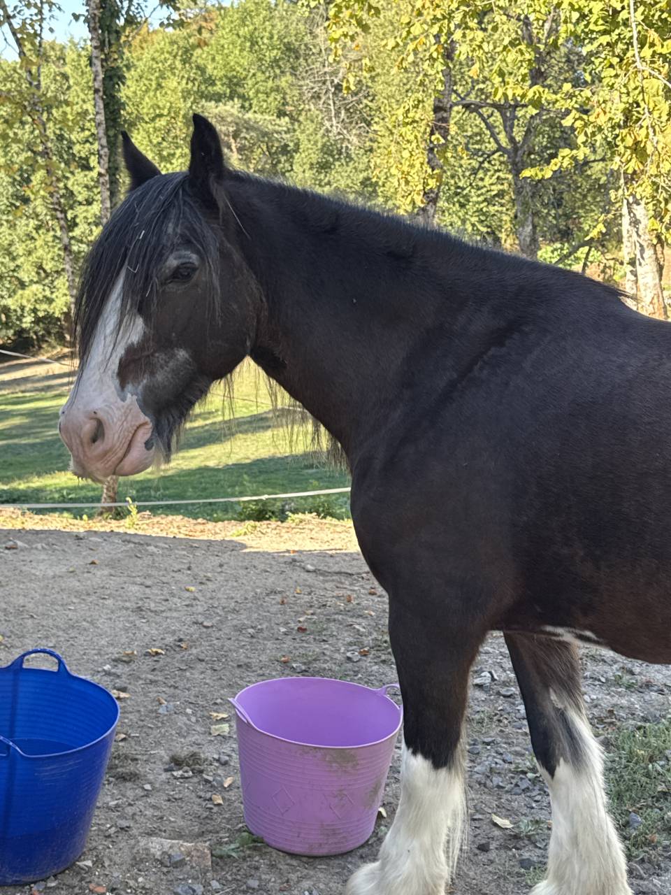 Merrie Gypsy Cob Te koop 2010 Donker bruin / bai