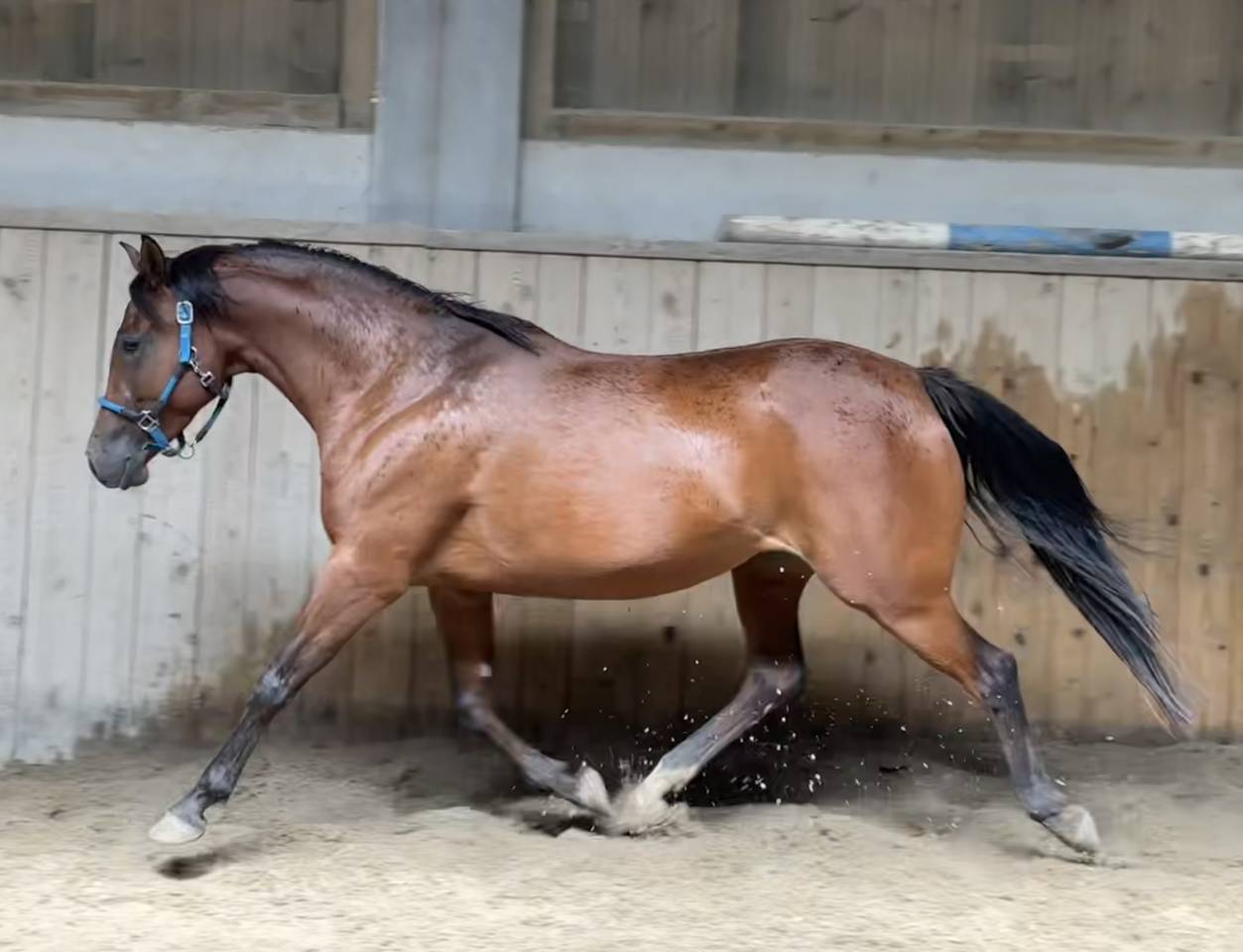 Merrie Arabisch volbloed Te koop 2019 Donker bruin / bai ,  Eaunoire Isaac