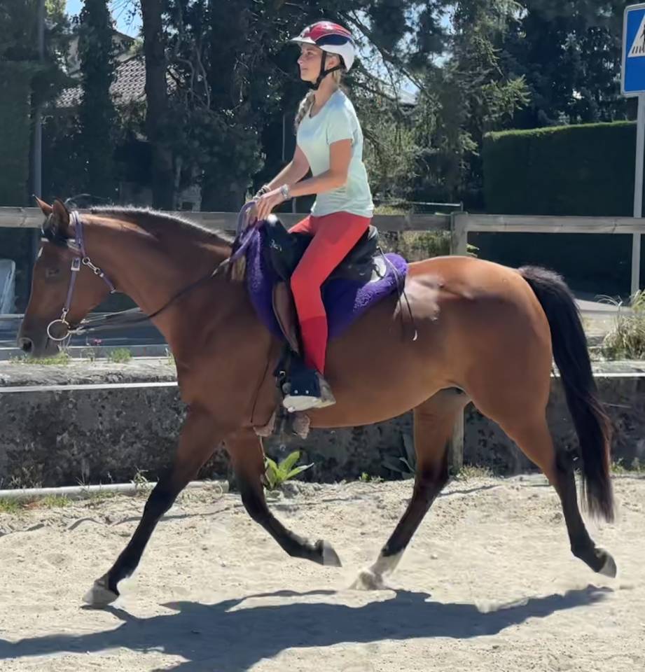 Merrie Arabisch volbloed Te koop 2019 Donker bruin / bai ,  Eaunoire Isaac