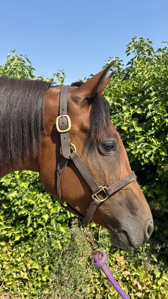 Merrie Arabisch volbloed Te koop 2019 Donker bruin / bai ,  Eaunoire Isaac