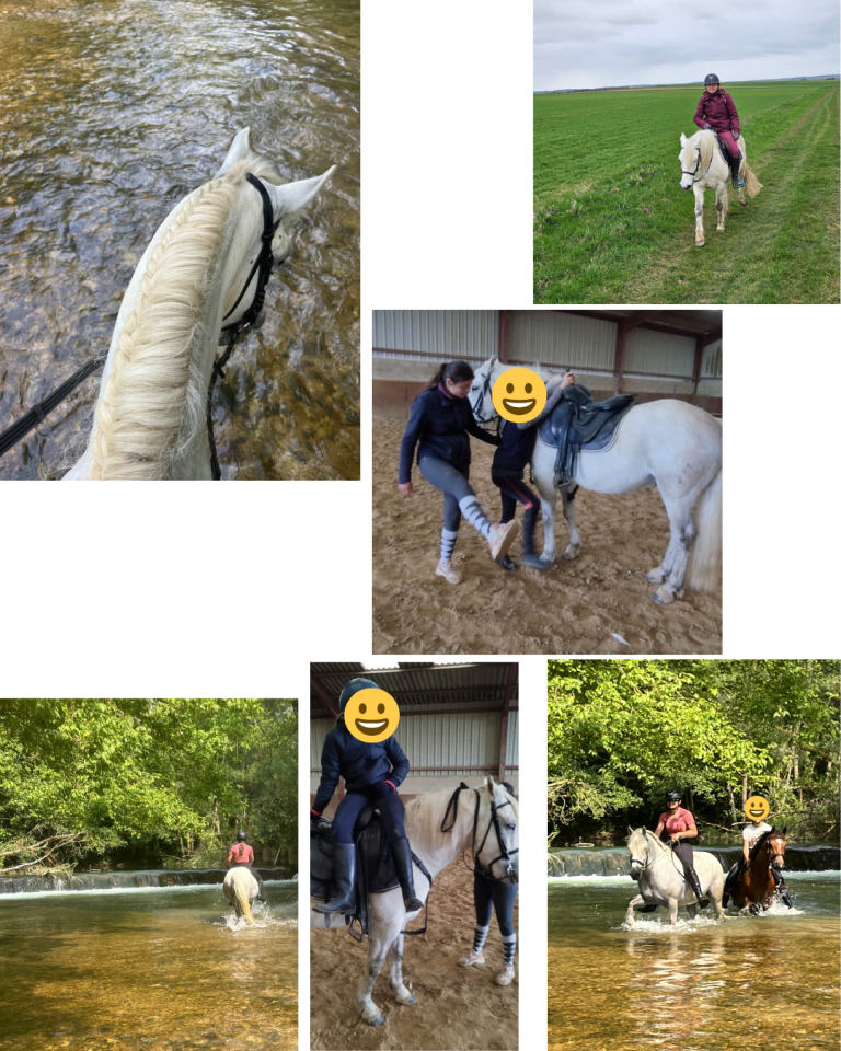 Ruin Ras onbekend Te koop 2018 Schimmel