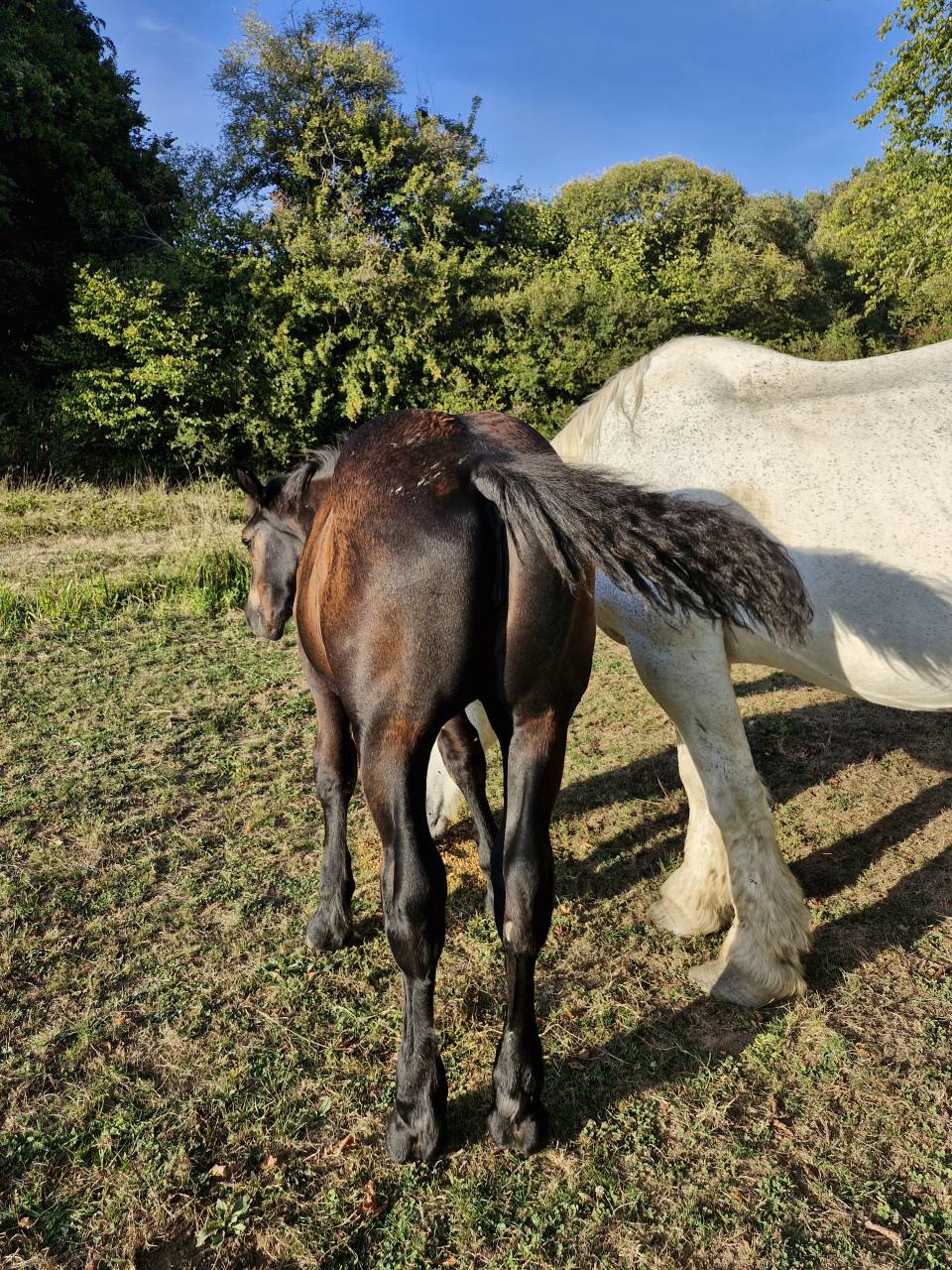 Veulen (vr) Percheron Te koop 2026 Zwart ,  VIADUC DU BUAT