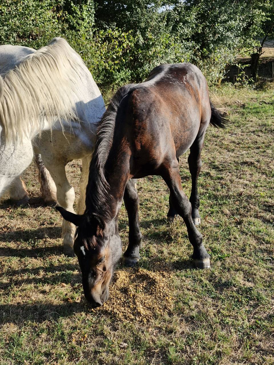 Veulen (vr) Percheron Te koop 2026 Zwart ,  VIADUC DU BUAT