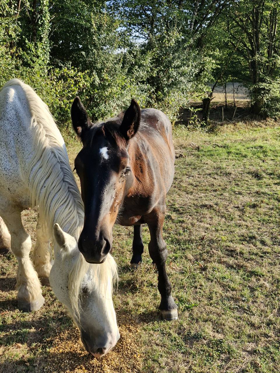 Veulen (vr) Percheron Te koop 2026 Zwart ,  VIADUC DU BUAT