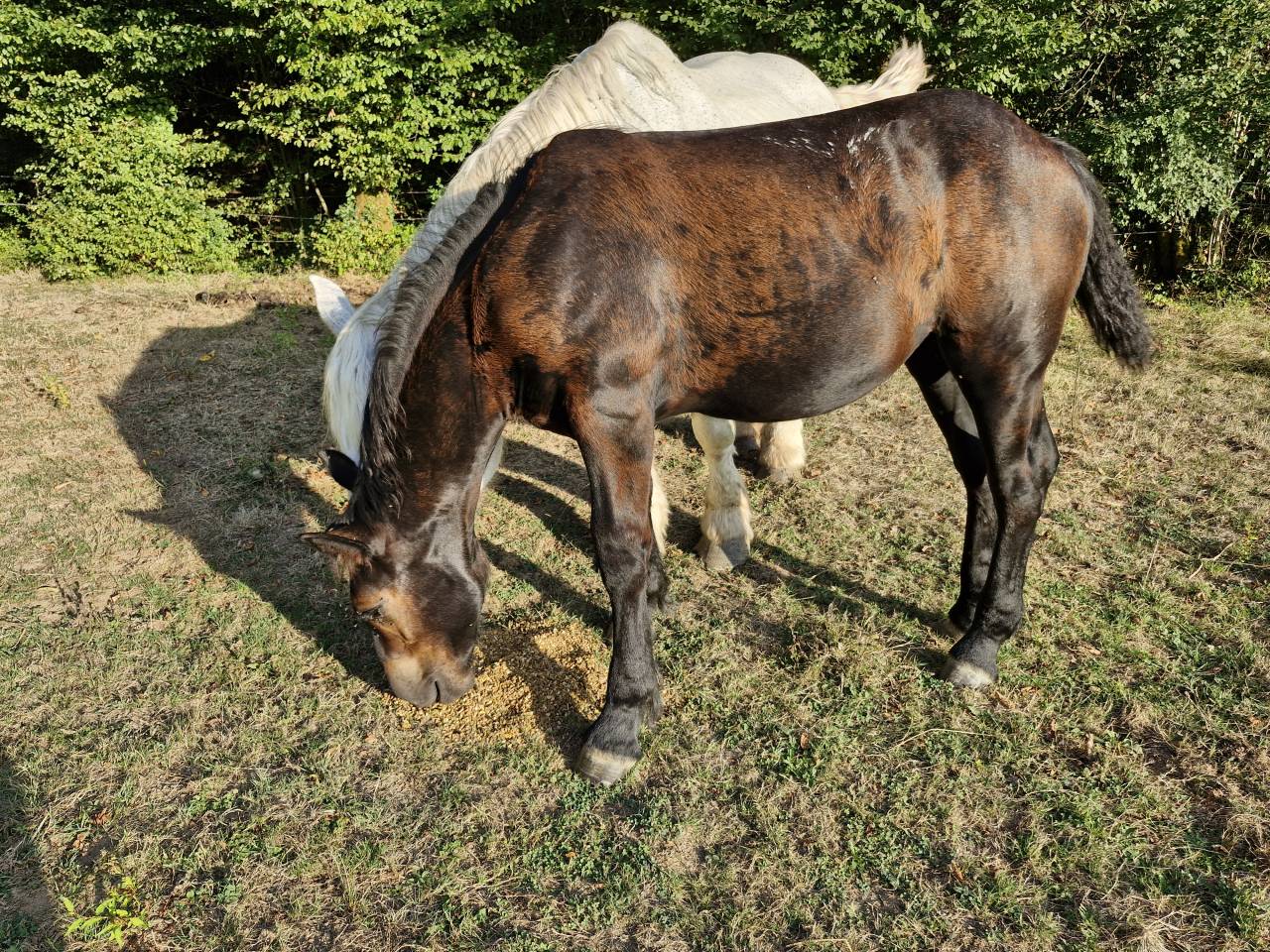 Veulen (vr) Percheron Te koop 2026 Zwart ,  VIADUC DU BUAT