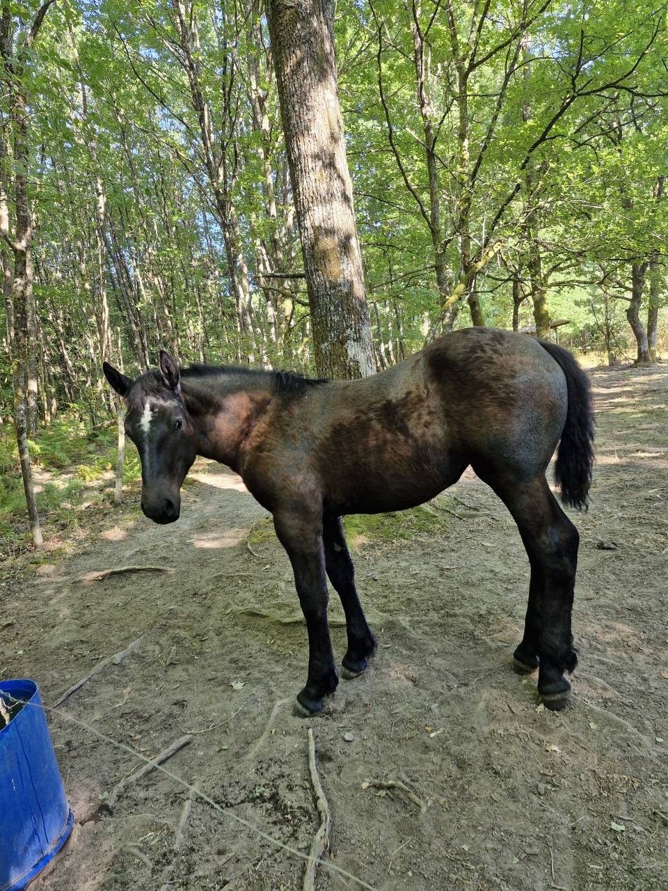 Veulen (vr) Percheron Te koop 2026 Zwart ,  VIADUC DU BUAT