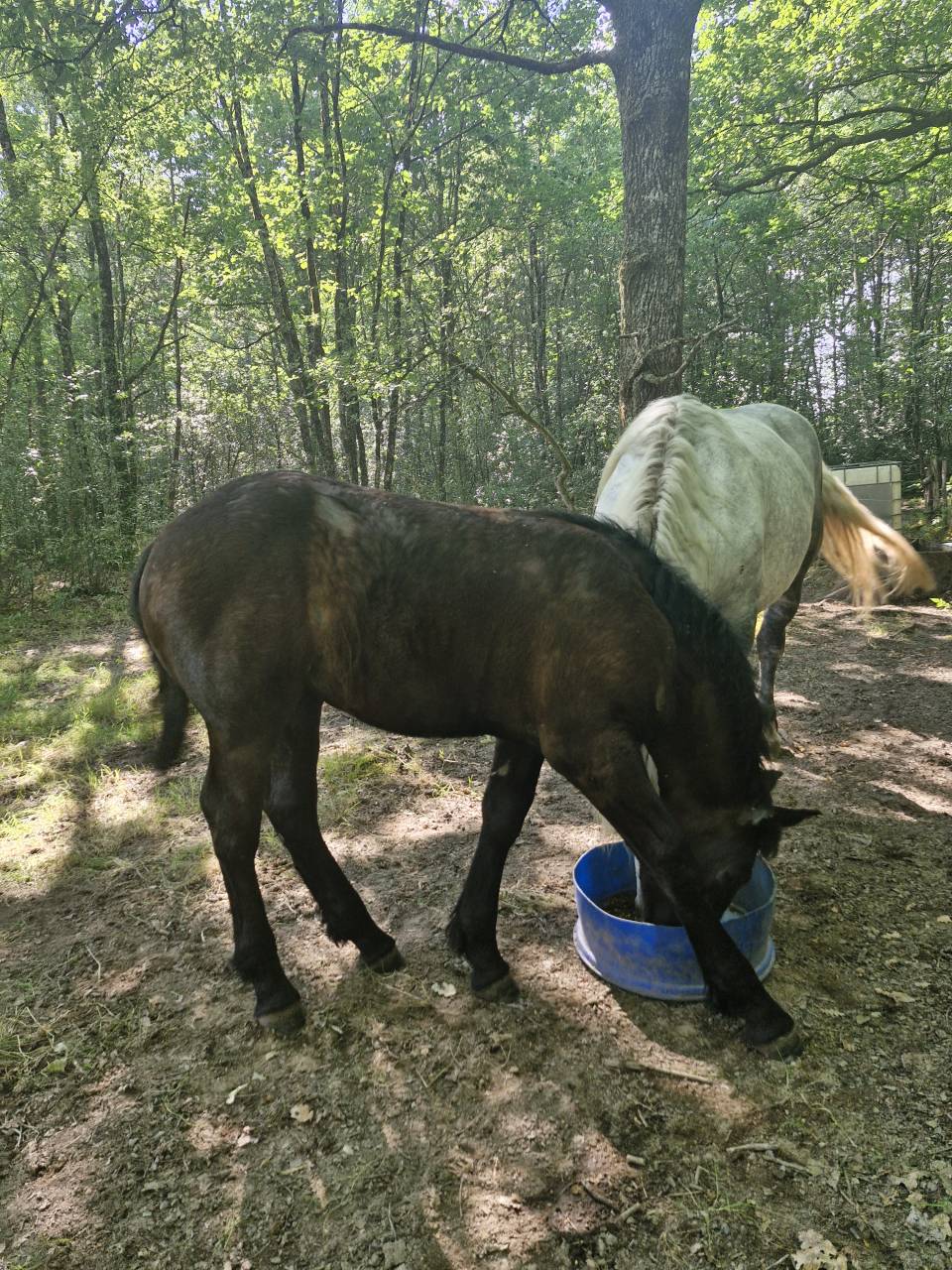 Veulen (vr) Percheron Te koop 2026 Zwart ,  VIADUC DU BUAT