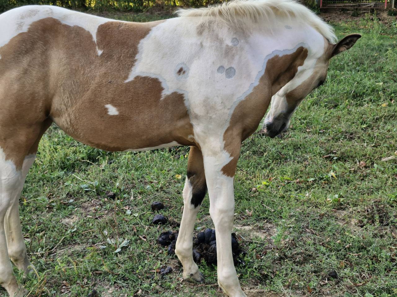 Veulen (vr) Paint Horse Te koop 2026 Bontzwart ,  EMH TITANS STARFIRMIN