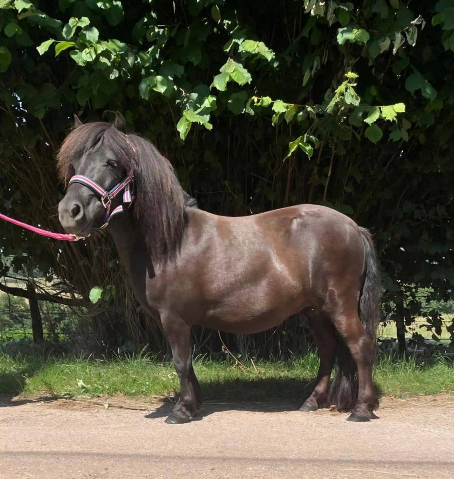 Draagmerrie Shetland Te koop 2021 Vos