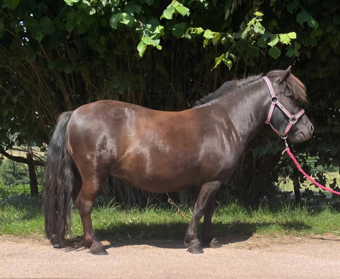 Draagmerrie Shetland Te koop 2021 Vos