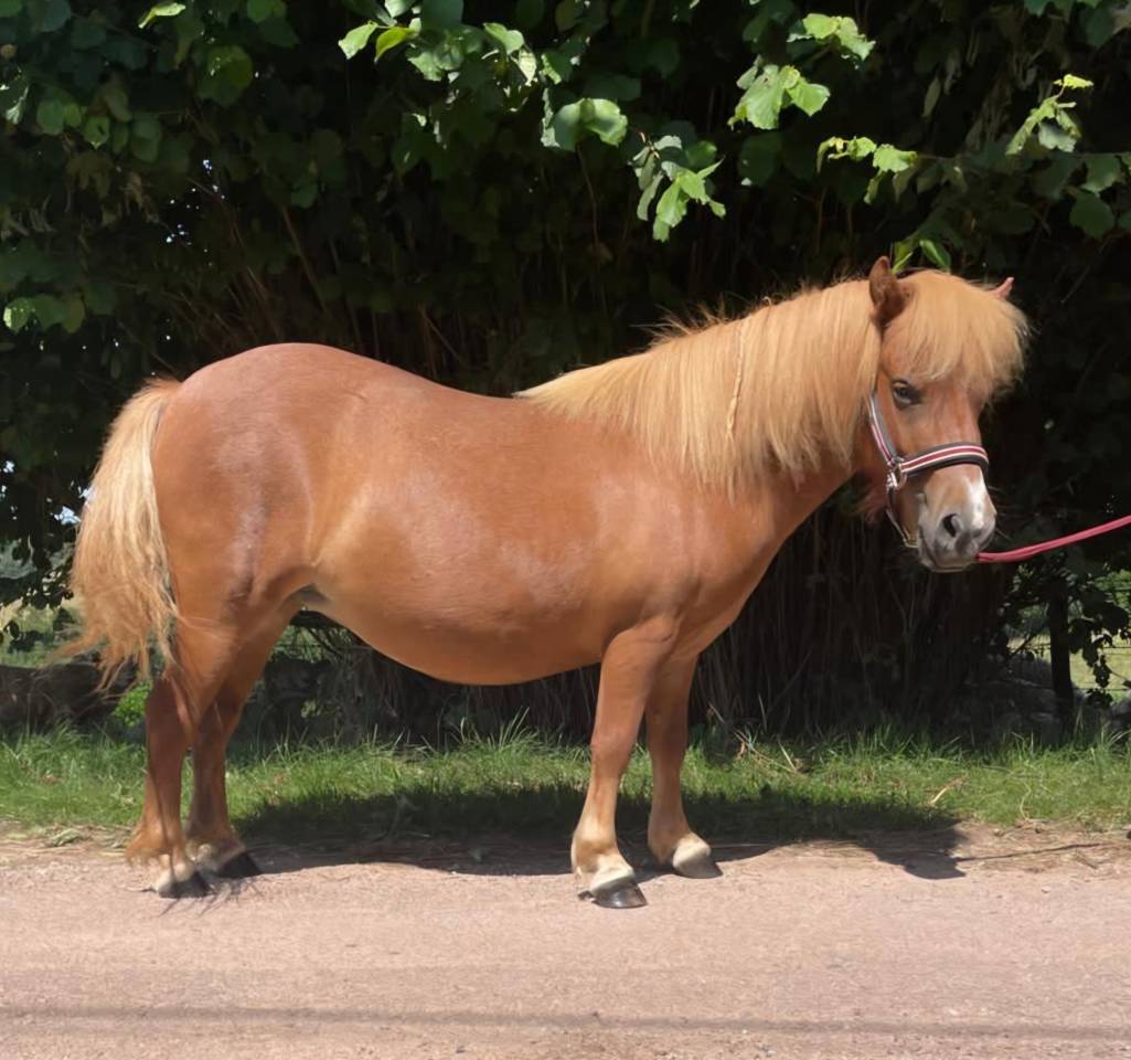 Draagmerrie Shetland Te koop 2021 Vos