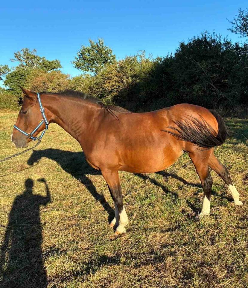 Merrie Bekend ras Te koop 2012 Donker bruin / bai ,  KIFFIS