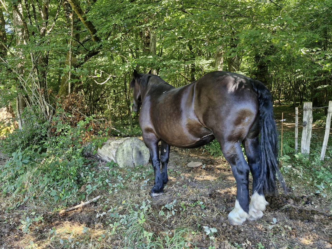 Merrie Percheron Te koop 2012 Zwart