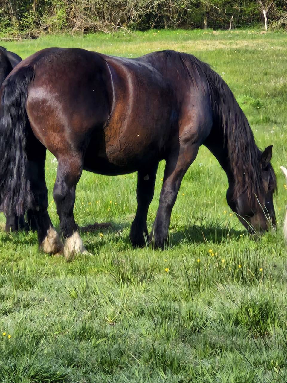 Merrie Percheron Te koop 2012 Zwart