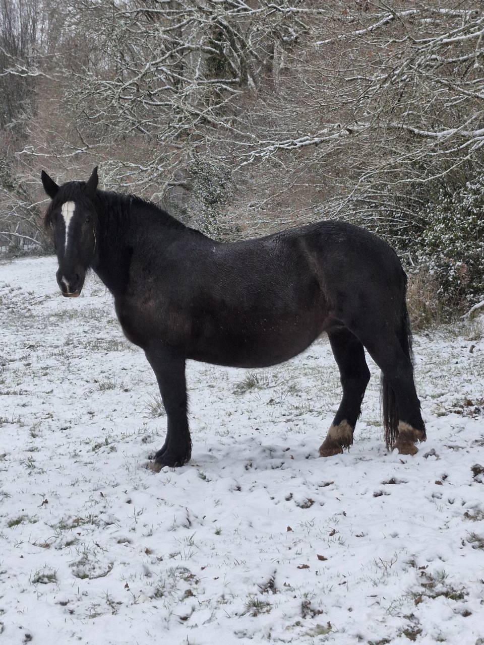 Merrie Percheron Te koop 2012 Zwart