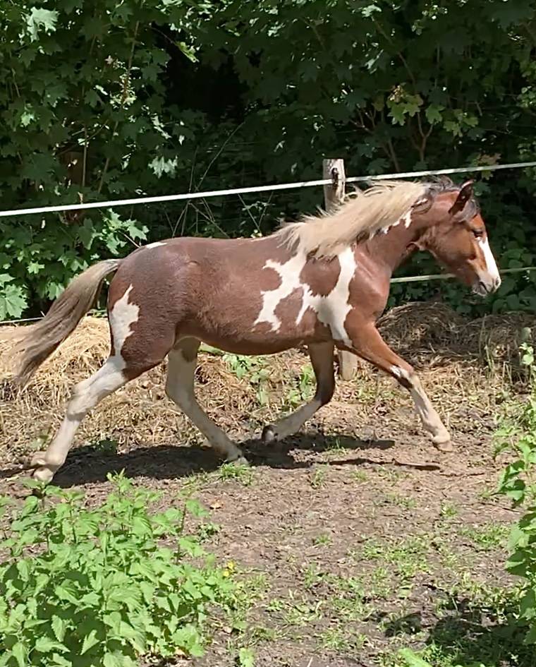 Merrie Welsh Partbred Te koop 2025 Bont ,  Brahma du look 