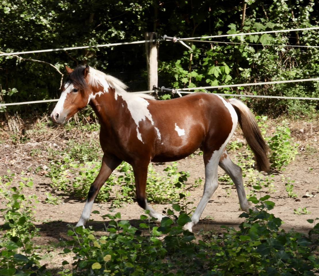 Merrie Welsh Partbred Te koop 2025 Bont ,  Brahma du look 