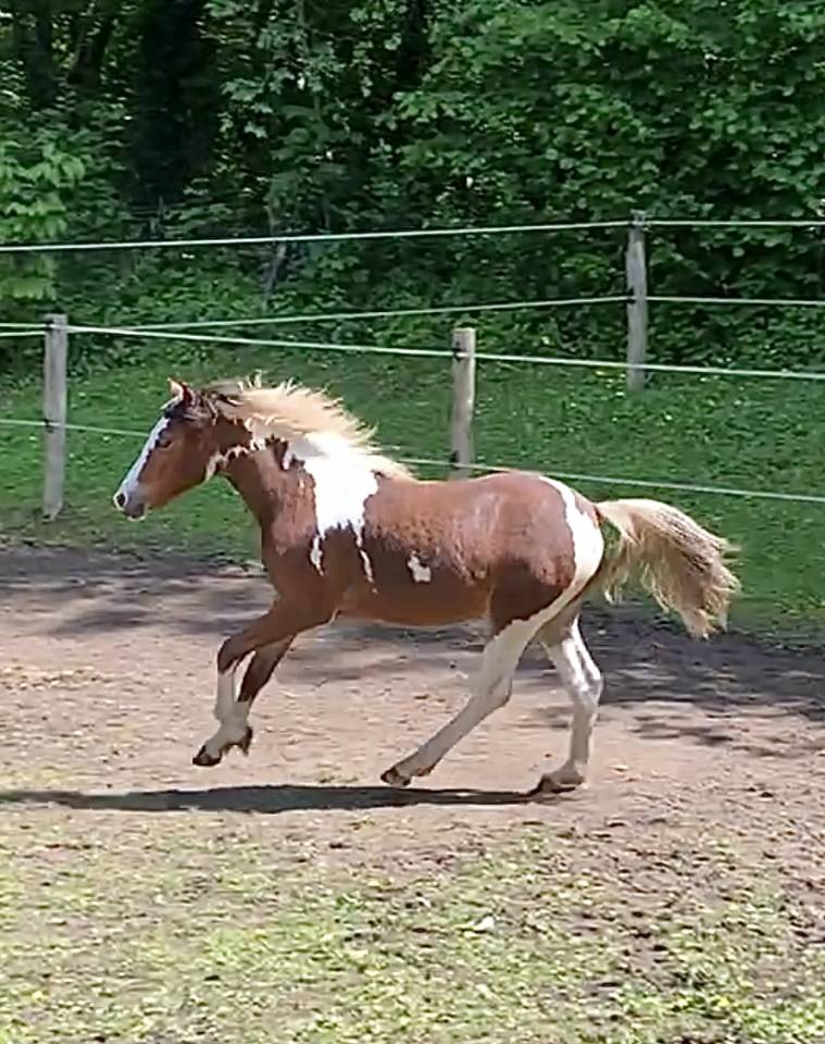 Merrie Welsh Partbred Te koop 2025 Bont ,  Brahma du look 