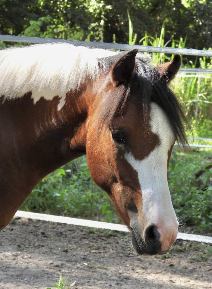 Merrie Welsh Partbred Te koop 2025 Bont ,  Brahma du look 
