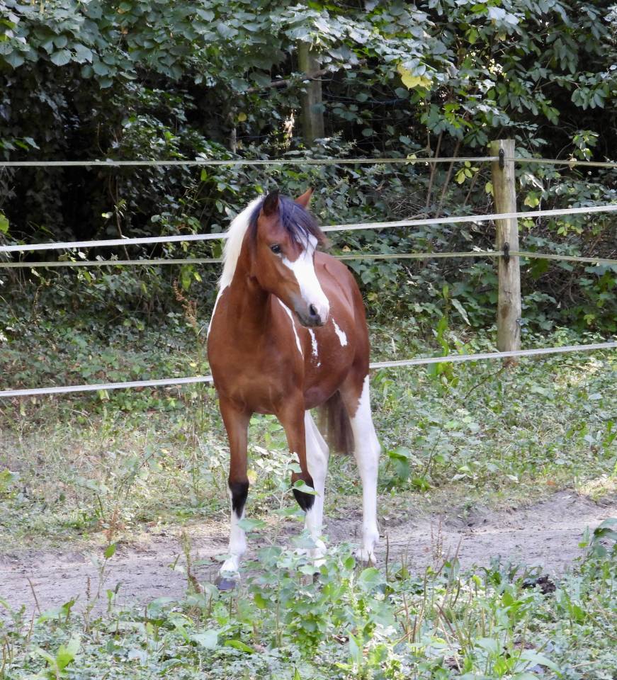 Merrie Welsh Partbred Te koop 2025 Bont ,  Brahma du look 