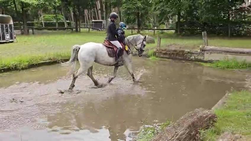 Merrie Holsteiner Te koop 2013 Schimmel ,  DARCO