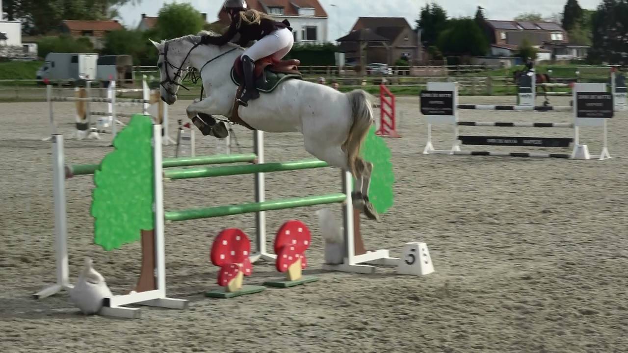 Merrie Holsteiner Te koop 2013 Schimmel ,  DARCO