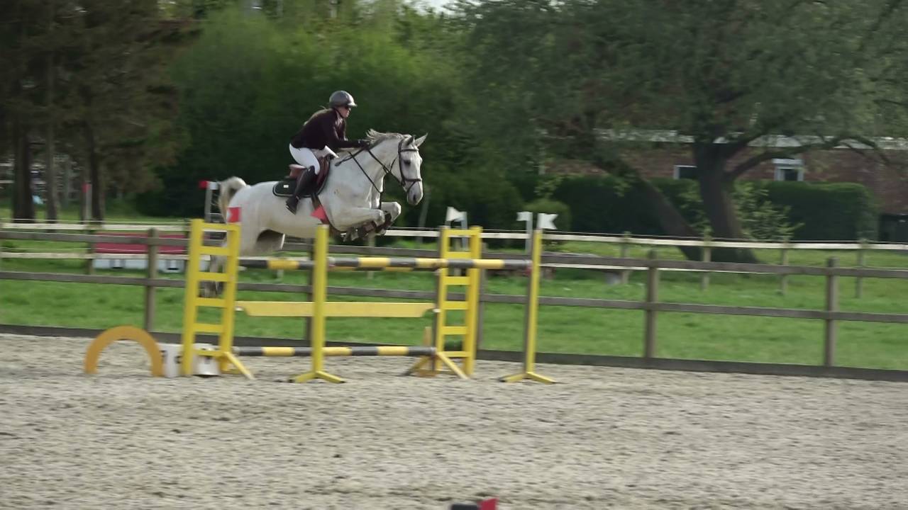 Merrie Holsteiner Te koop 2013 Schimmel ,  DARCO