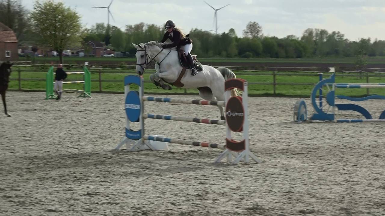 Merrie Holsteiner Te koop 2013 Schimmel ,  DARCO