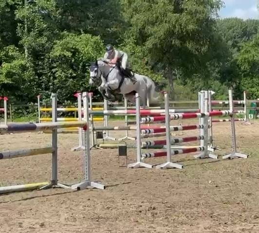 Merrie Holsteiner Te koop 2013 Schimmel ,  DARCO
