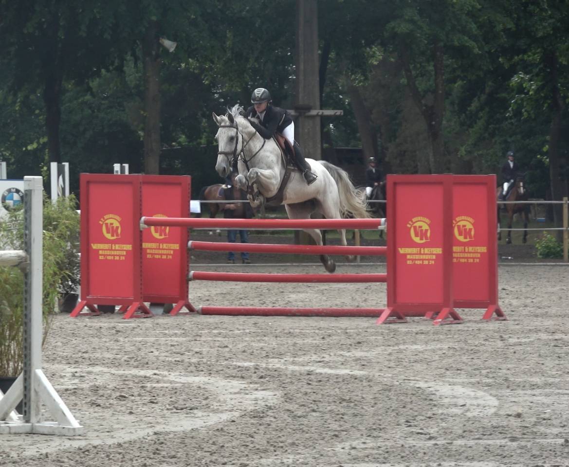 Merrie Holsteiner Te koop 2013 Schimmel ,  DARCO