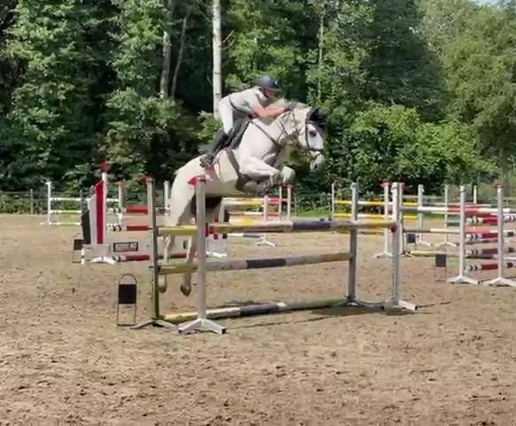 Merrie Holsteiner Te koop 2013 Schimmel ,  DARCO