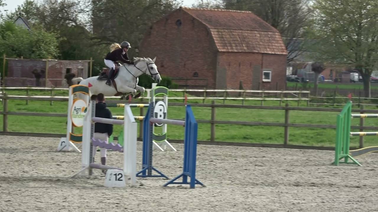 Merrie Holsteiner Te koop 2013 Schimmel ,  DARCO