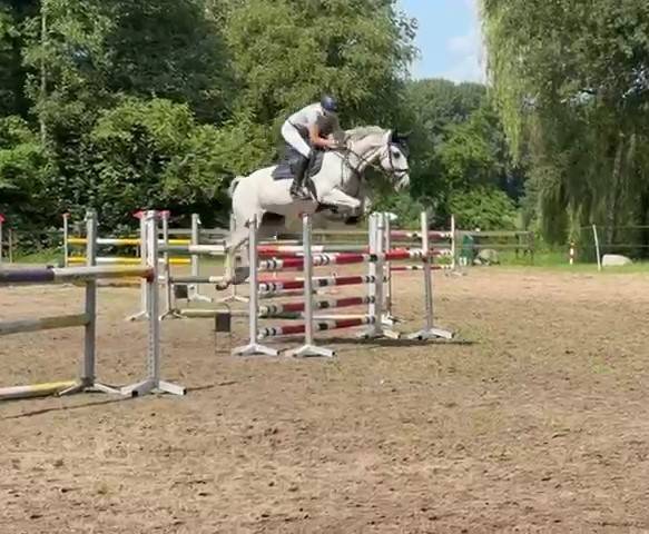 Merrie Holsteiner Te koop 2013 Schimmel ,  DARCO