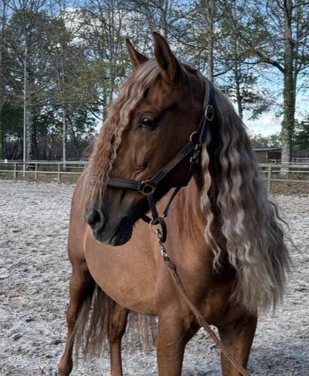 Ruin PRE Puur Ras Spaans Te koop 2014 Vos ,  Ind&eacute;ciso RB
